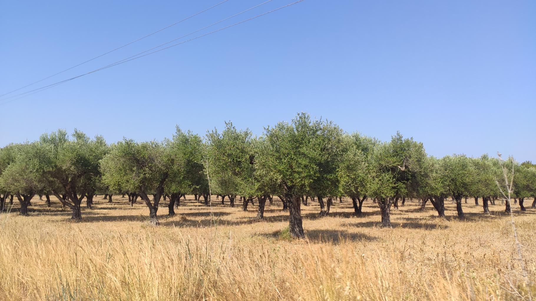 Rodos 2024 – zdjęcie
